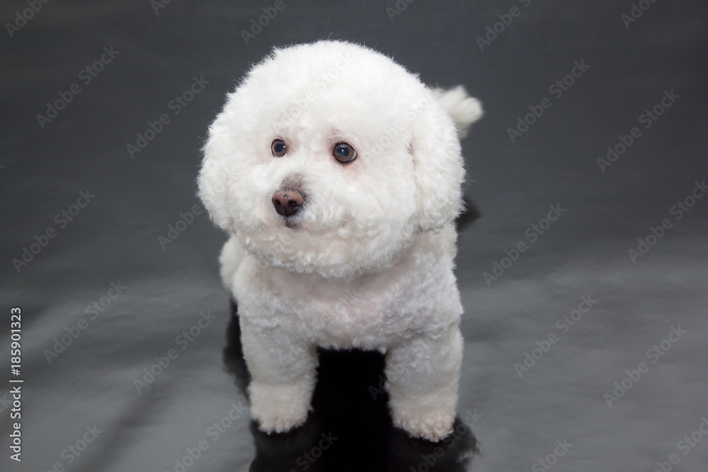 Cute bichon frise isolated on a black background. Cute bichon frise isolated on a black background.