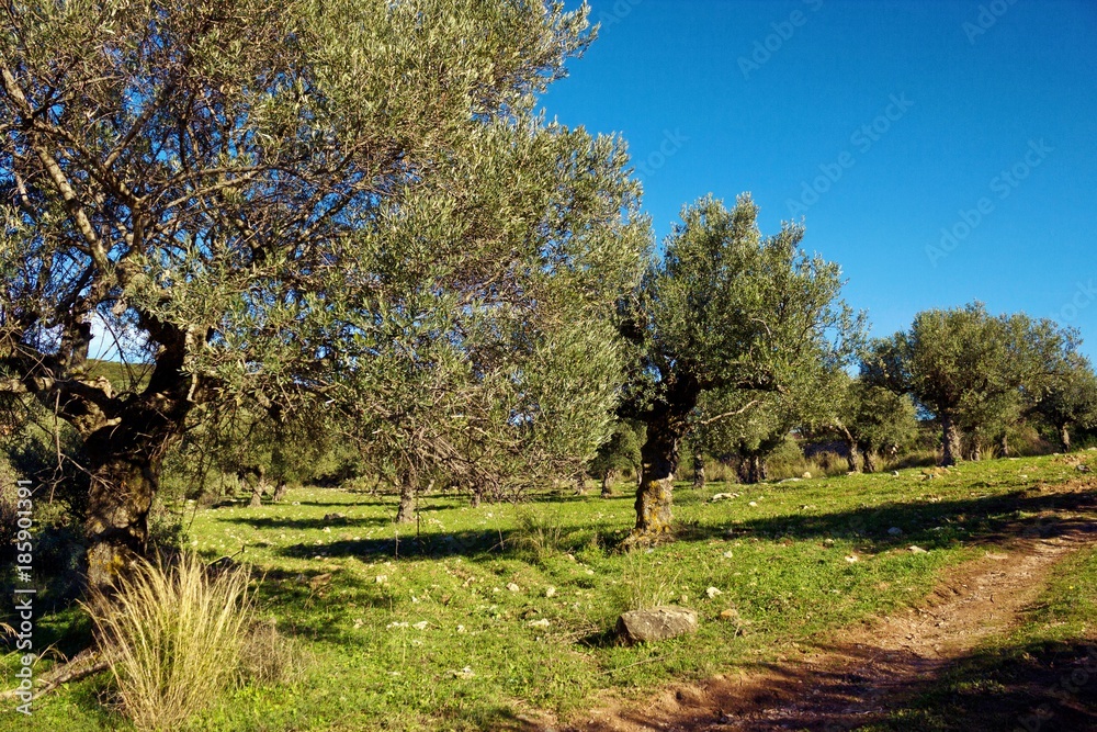 Olive grove in Peloponnese, Greece Olive grove in Peloponnese, Greece