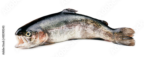 Trout fish isolated on white background
