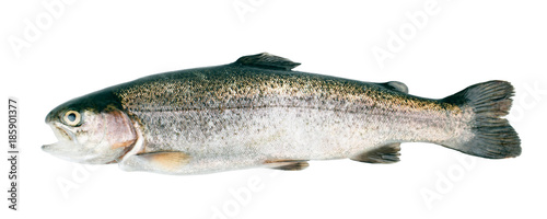 Fresh trout fish isolated on white background