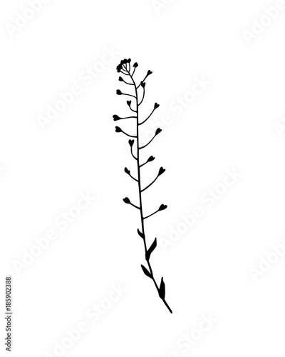 Hand drawn meadow grass