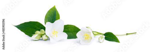 White flowers of jasmine on the white background