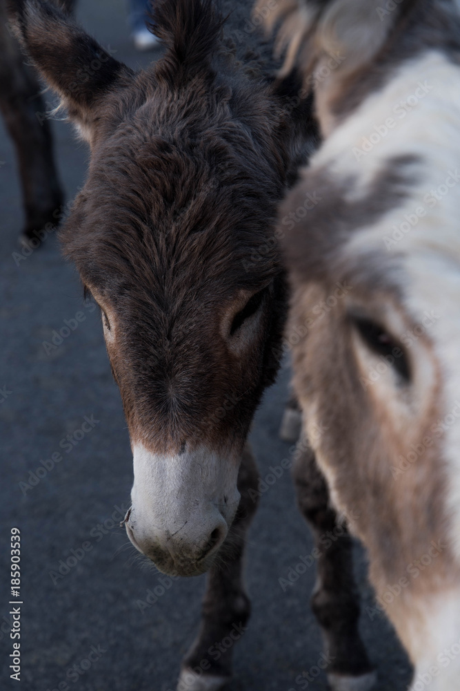 Fototapeta premium burros oatman