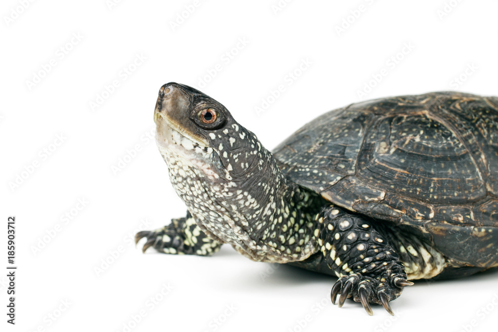 Naklejka premium Turtle isolated over white background