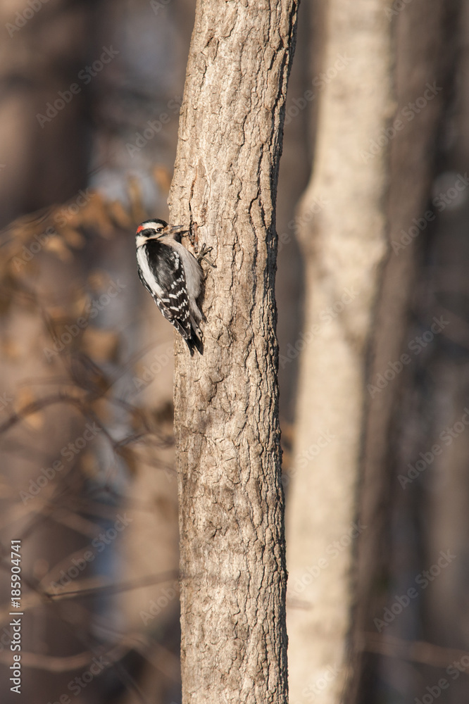 Downey Woodpecker on a tree Downey Woodpecker on a tree