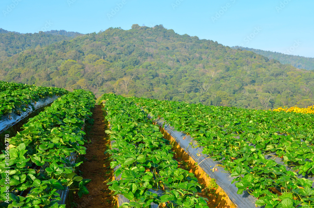 Strawberry field at northern of Thailand.