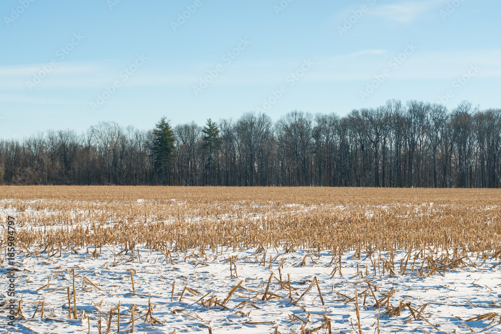 snowy corn field