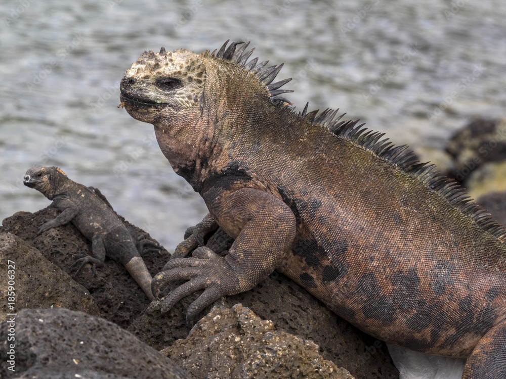 Portrait of the bizarre Marine Iguana, Amblyrhynchus cristatus hassi, Santa Cruz, Galapagos, Ecuador