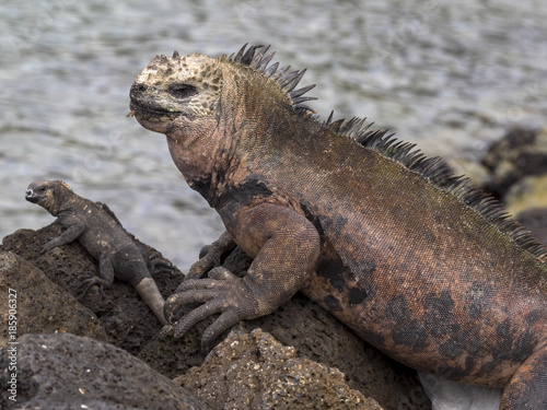 Portrait of the bizarre Marine Iguana, Amblyrhynchus cristatus hassi, Santa Cruz, Galapagos, Ecuador