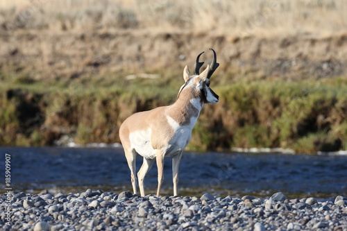 Pronghorn Wyoming, Yellowstone National Park photo