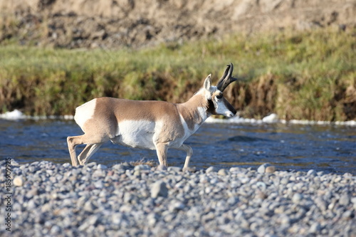 Pronghorn Wyoming, Yellowstone National Park photo