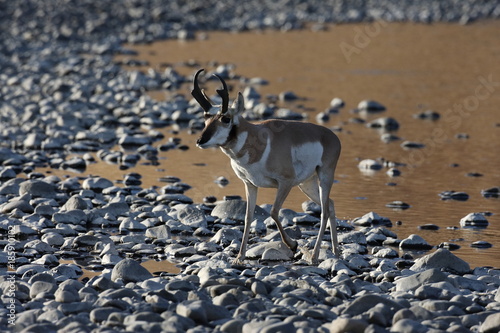 Pronghorn Wyoming, Yellowstone National Park photo