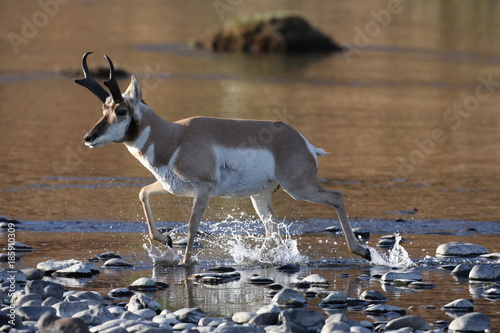 Pronghorn Wyoming, Yellowstone National Park photo