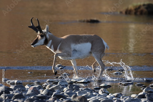 Pronghorn Wyoming, Yellowstone National Park photo