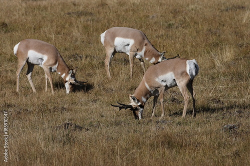 Pronghorn Wyoming, Yellowstone National Park photo