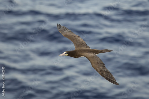 Brown Booby  Sula Leucogaster  flying over the ocean.