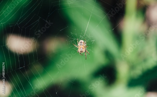 Spider 