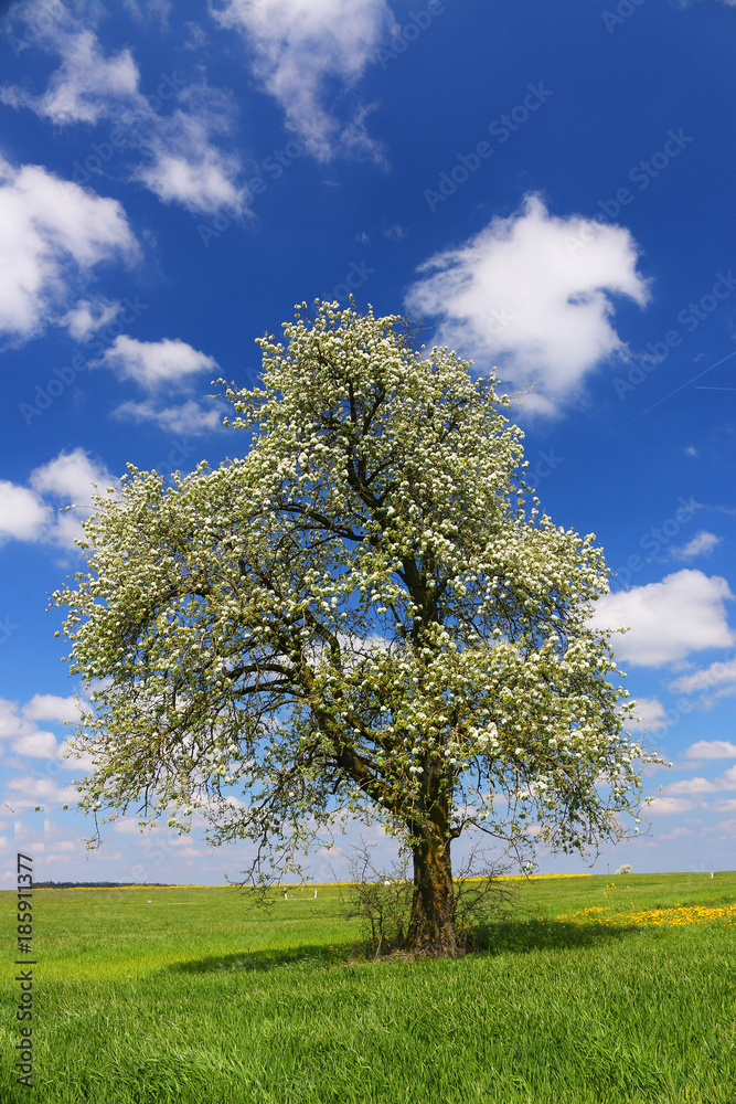 Fototapeta premium blühender Obstbaum