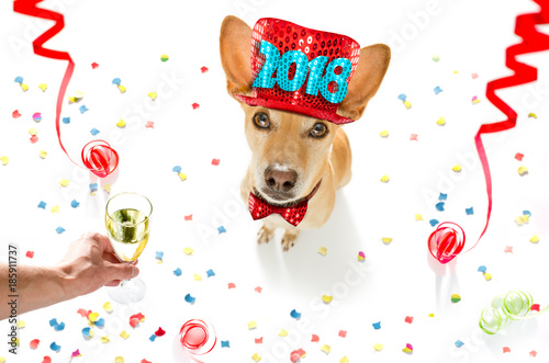 happy new year dog © Javier brosch