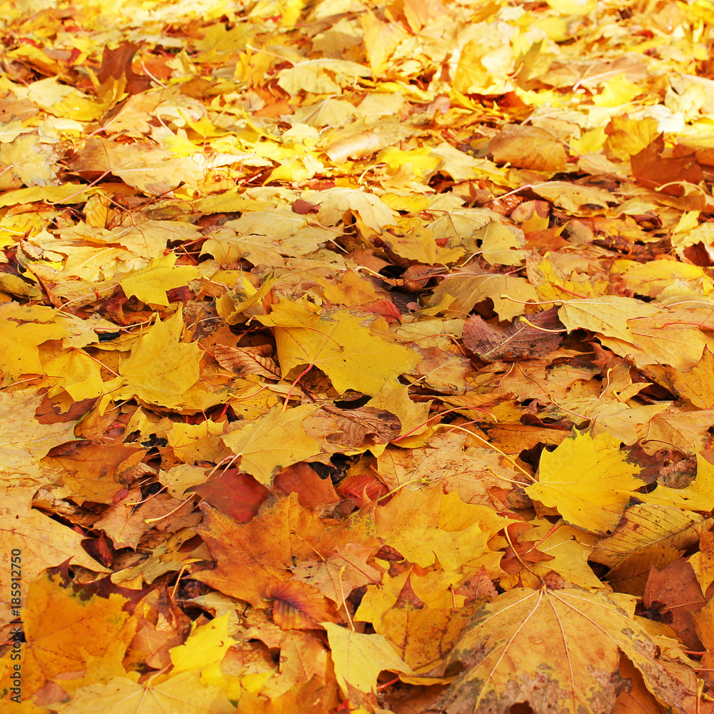 Beautiful autumn. Carpet of leaves Beautiful autumn. Carpet of leaves