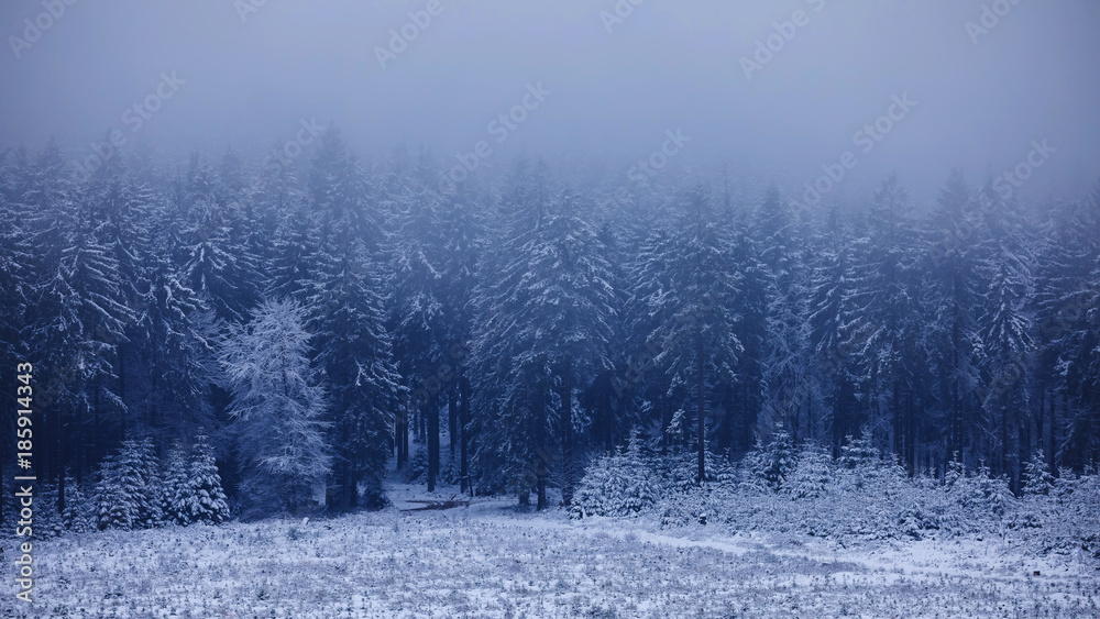 Woods in Wintertime