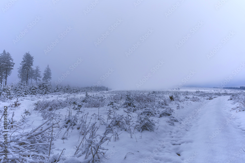 Woods in Wintertime