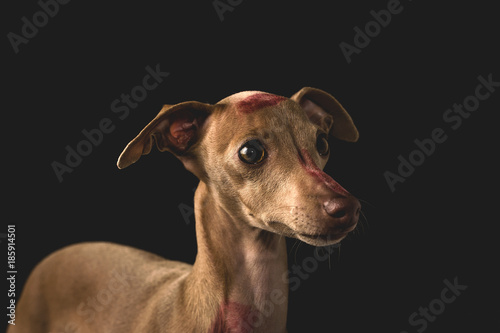 Italian greyhound dog with red lips kiss marks photo