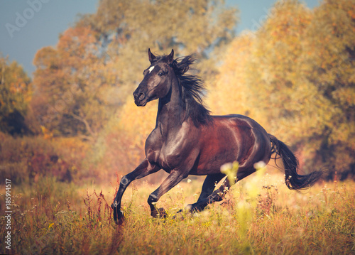 Dark brown mare galloping on the autumn nature background