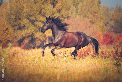 Fototapeta Naklejka Na Ścianę i Meble -  Dark brown trotter horse galloping on the differnt color autumn trees background
