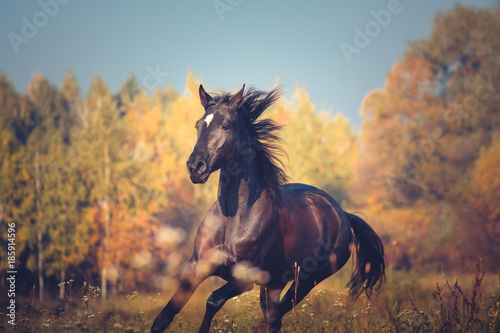 Portrait of Orlov trotter breed horse running on the yellow autumn trees and blue sky nature background