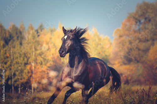 Fototapeta Naklejka Na Ścianę i Meble -  Portrait of Orlov trotter breed horse running on the yellow autumn trees and blue sky nature background