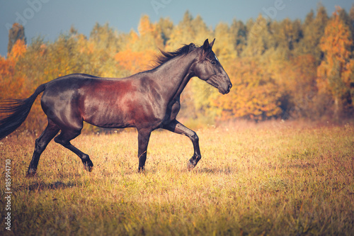Fototapeta Naklejka Na Ścianę i Meble -  Black horse trotting on the autumn nature background
