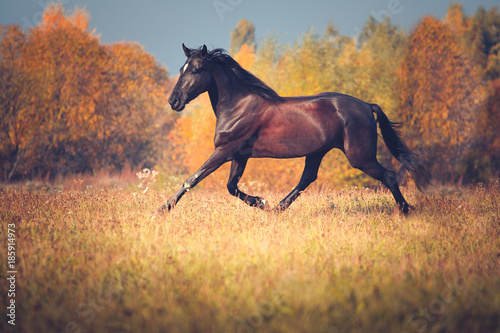 Fototapeta Naklejka Na Ścianę i Meble -  Black horse galloping on the autumn nature background