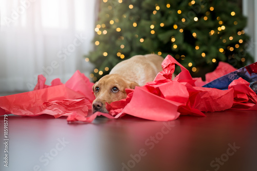 Silly dog wrapped in Christmas lights.