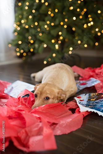 Silly dog wrapped in Christmas lights.