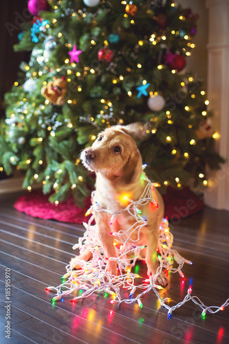 Silly dog wrapped in Christmas lights.