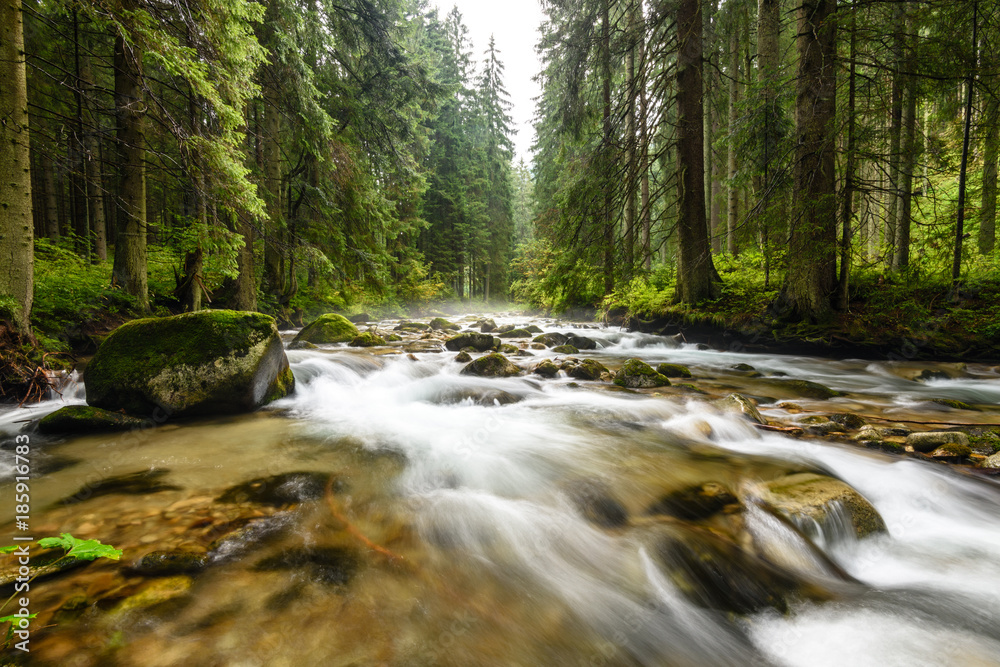 mountain river in summer