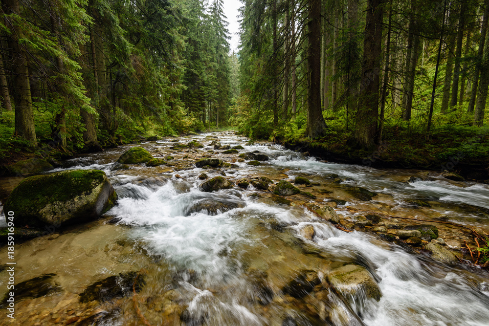 mountain river in summer