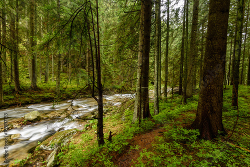 mountain river in summer