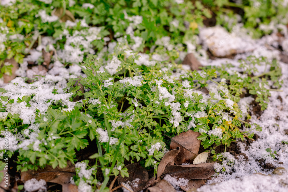 Green parsley in the garden is covered with snow.