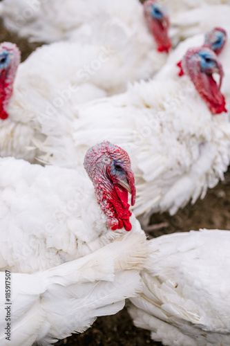 Breeding turkeys on a farm.