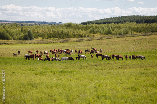 Horses on a green field © ksubogdanova