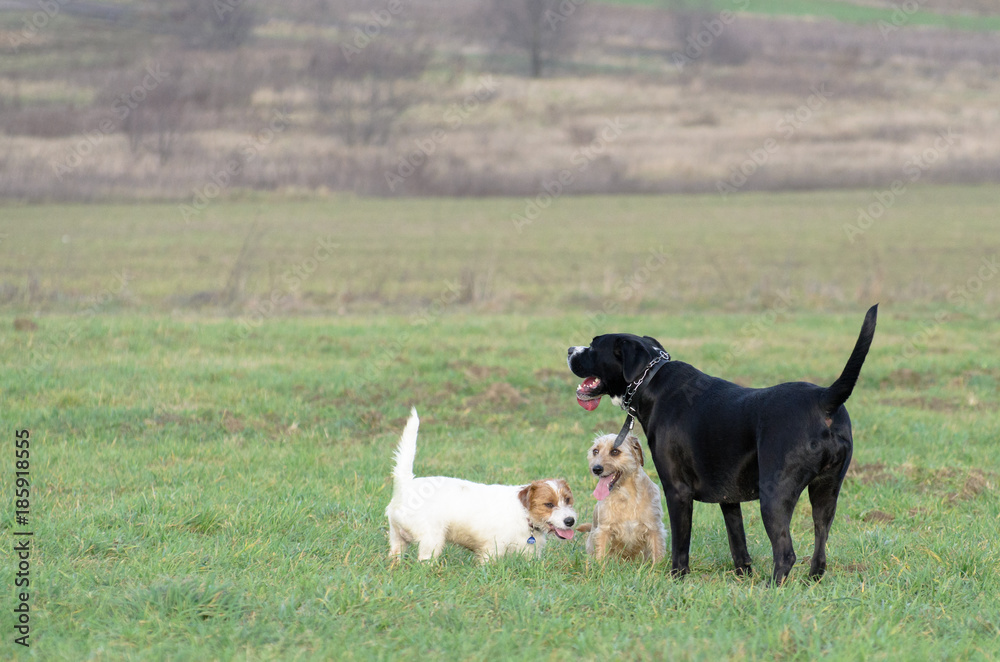 A young, playful dog Jack Russell terrier runs meadow in autumn with another big black dog.