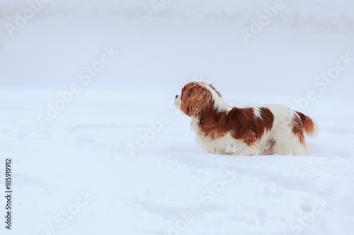 The dog a King Charles Spaniel goes on snow. A dog - a symbol of 2018.