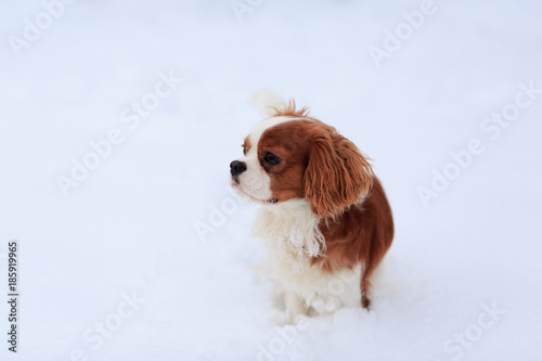 The dog a King Charles Spaniel goes on snow. A dog - a symbol of 2018.