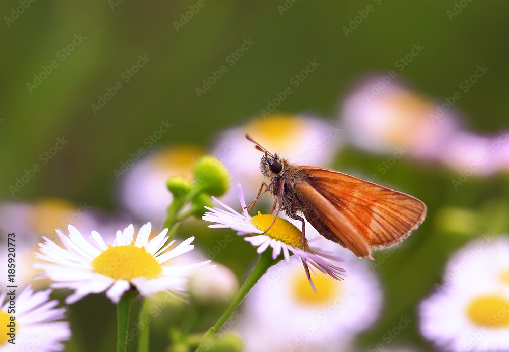 On the camomile field.We meet early morning on the field with white daisies when the sun rises and the first butterflies sit on the flowers. On the camomile field.We meet early morning on the field with white daisies when the sun rises and the first butterflies sit on the flowers.