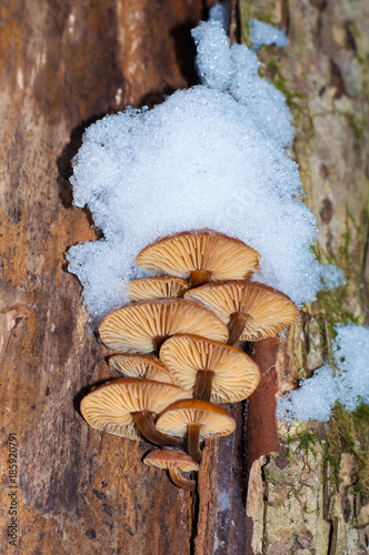 Winter mushrooms Flammulina velutipes, edible mushrooms