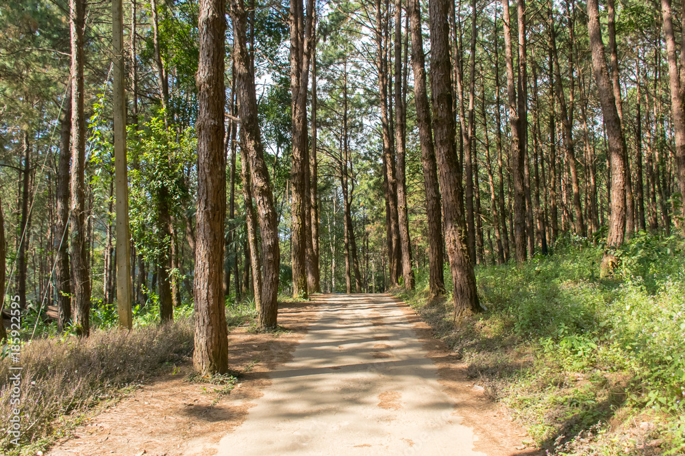 Obraz premium Path way in a pine forest