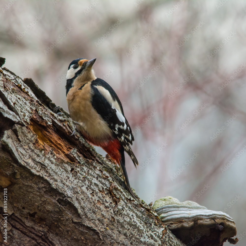 Obraz premium Wildlife photo, woodpecker on old trunk, Slovakia forest, Europe