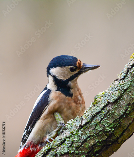 Wildlife photo, woodpecker on old trunk, Slovakia forest, Europe
